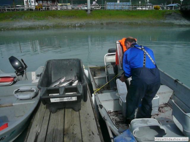 Ricky loading the daily catch