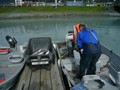 Ricky loads the daily catch