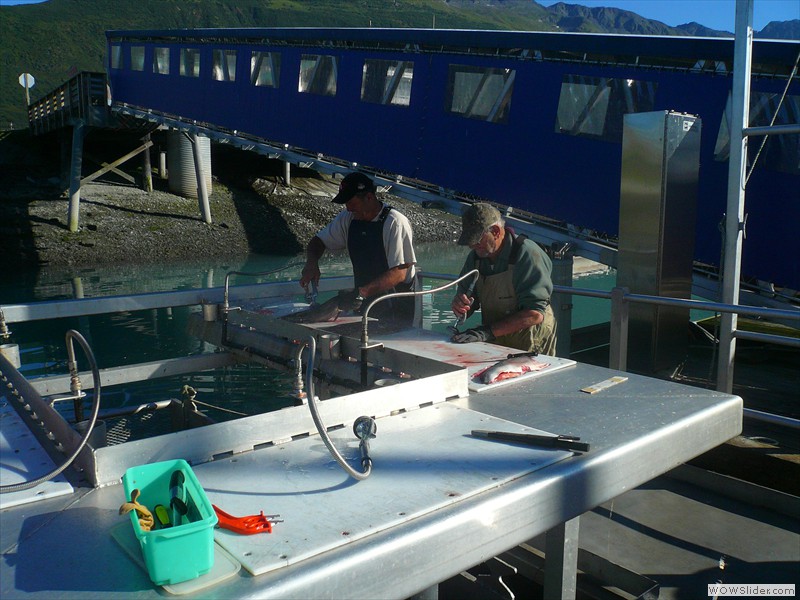 Daily Fish Processing with Rick and Duane