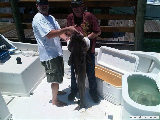 cobia